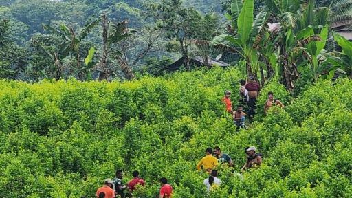 Tumaco: comunidad utilizada contra operación militar