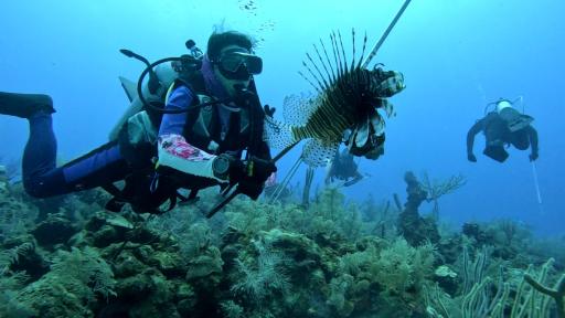 Caza de Pez león en San Andrés proteger biodiversidad marina