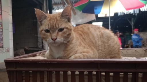 Gatos y sus sorprendentes beneficios emocionales en las familias de Tumaco 