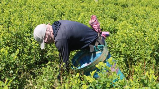 Erradicación de coca: historia José Bedoya 