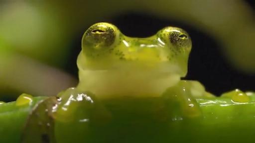 Rana Cristal, nueva rana descubierta en Tolima