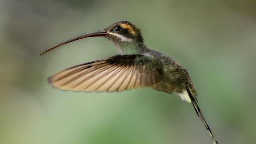 Ricaurte: Ecoturismo en Nariño con tucanes y colibríes