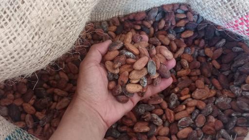 Cacao Tumaco y Catatumbo, símbolo de paz