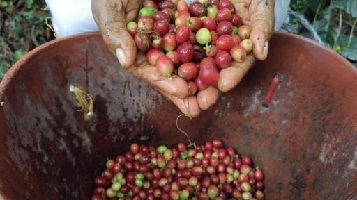 Festival del Café en  Conejo, La Guajira, fechas 2024