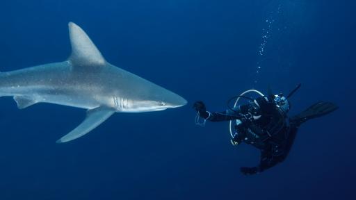 El tiburón: especie esencial en el ecosistema marino