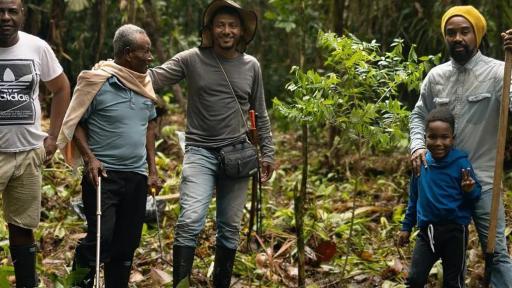 El choibá, árbol del Pacífico 