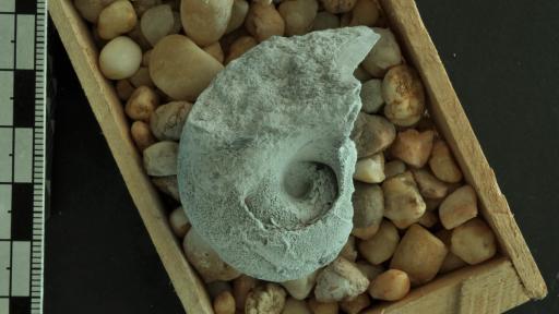 Hallan un molusco fosilizado en Chaparral, Tolima