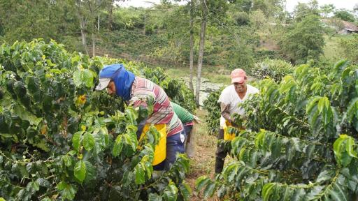 Primera cosecha cafetera 2024: Quindío 