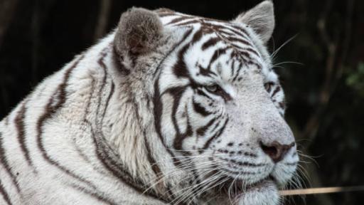 11 felinos fueron rescatados en México