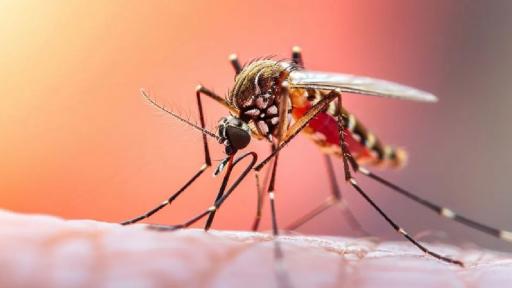 Se mantiene la emergencia sanitaria en Colombia a causa de la fiebre amarilla