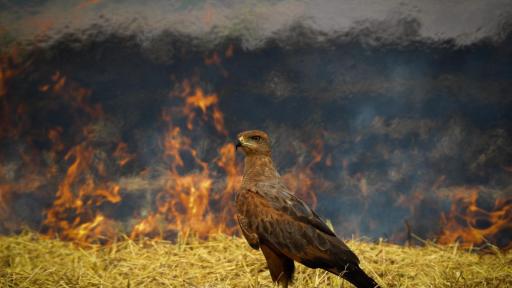 Colombiano gana premio internacional de fotografía de naturaleza por imagen del Catatumbo