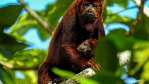 Ecoturismo en Vistahermosa, Meta: planes imperdibles 