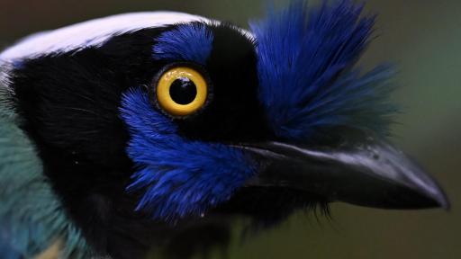 Día Nacional de las Aves: Colombia es el país con mayor diversidad de aves