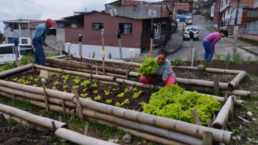 Huertas urbanas en los barrios de Manizales