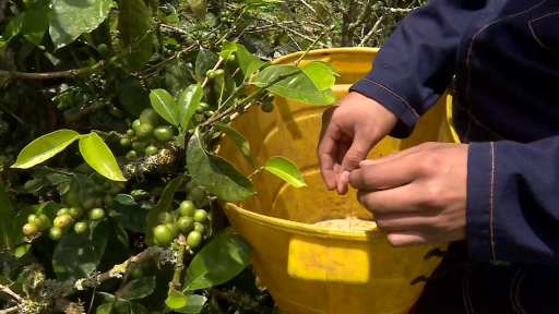 Iniciativa estudiantes Valle: desarrollo rural