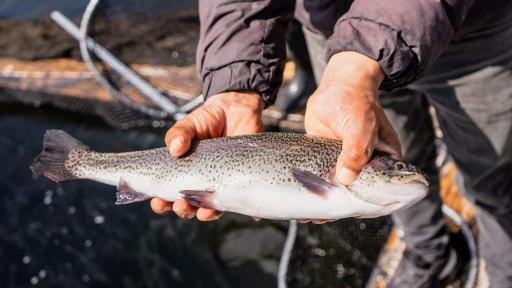 ICA declaró cuarentena sanitaria en laguna La Cocha para proteger la trucha