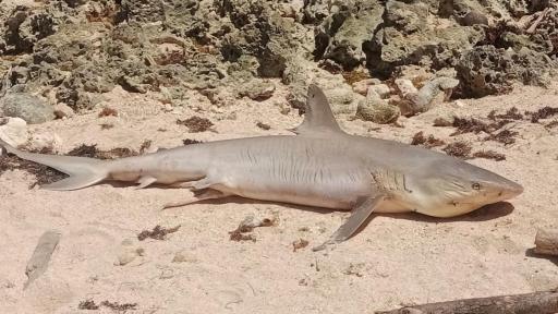 Denuncian la muerte de un tiburón gris en playas de San Andrés 
