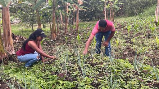 Proyectos productivos de jóvenes en Valle del Cauca