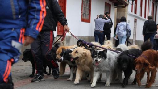 Paseadores de perros en Bogotá | Día Mundial de los Animales