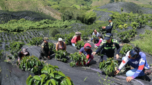 Recolectoras de café en Caldas