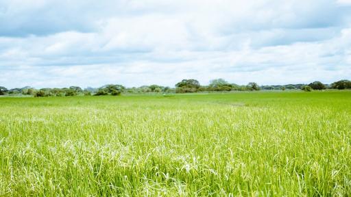 Ministerio de Agricultura presentará proyecto para regular Jurisdicción Agraria en Colombia 