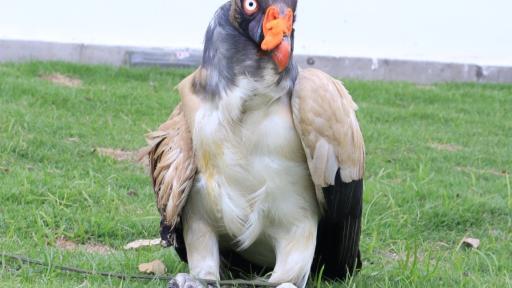 Muerte de rey gallinazo en Santander