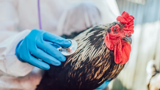 ¿Será la gripe aviar H5N1 la próxima pandemia humana?