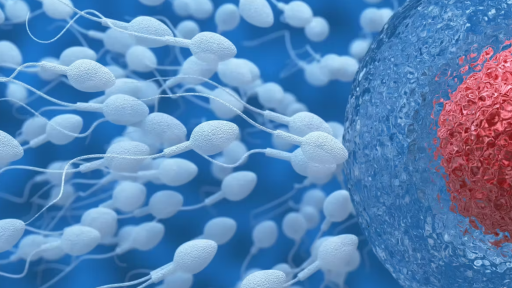 ¿Cómo se decide el sexo biológico durante la gestación?