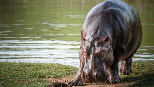 Gobierno Nacional presenta plan para el manejo y control de los hipopótamos en Colombia