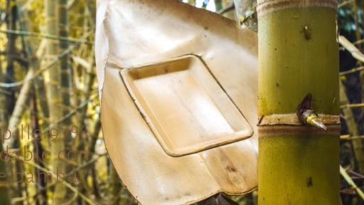 Productos elaborados a partir de guadua: una real alternativa ambiental al plástico