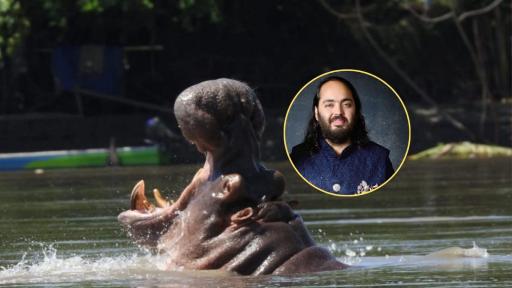 Hipopótamos en Colombia millonario indio Anant Ambani propone trasladar 80 ejemplares para evitar eutanasia