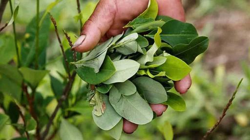 Industrialización de la hoja de coca 