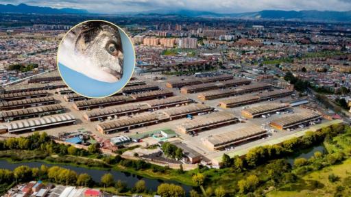 Alta demanda y precios estables pescado 