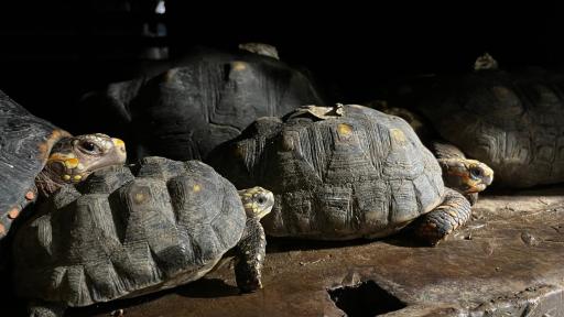Tortugas liberadas en Santander