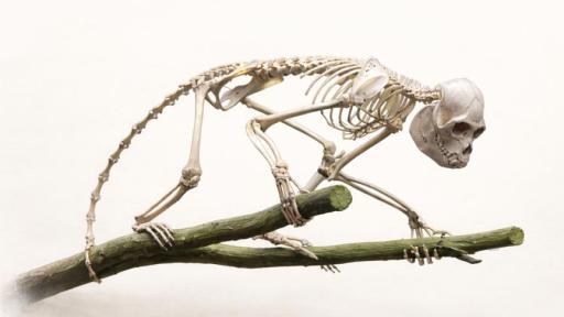 Investigación revela primate del Mioceno que habitó la Tatacoa