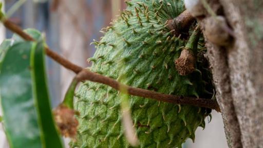 Acuerdo agrícola entre Tolima y Cundinamarca
