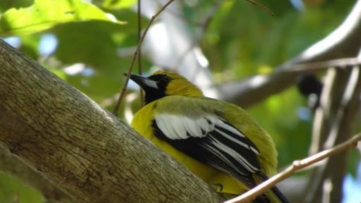 Avistamiento de aves 