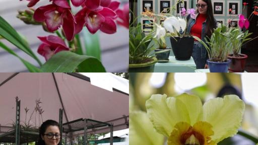 Exposición de orquídeas en el Jardín Botánico de Bogotá: Fechas y precios