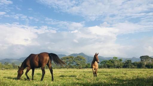 Historia de los caballos criollos en los Llanos Orientales