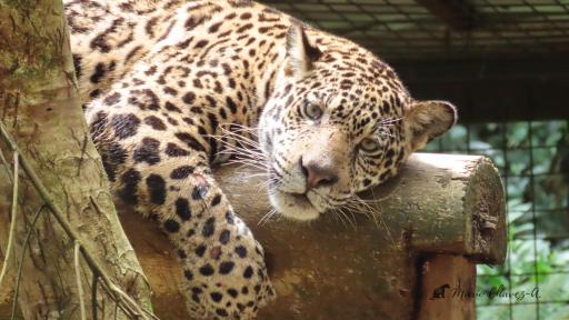 Día Mundial de los Jaguares