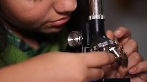 Ciencia para niños: la entomología y los insectos