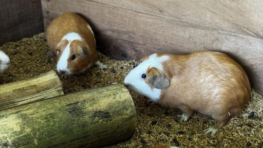 Cuy, animal para fortalecer la seguridad alimentaria en Meta