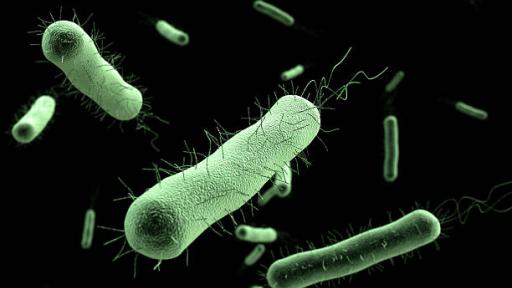 Muerte de 13 menores en méxico tras brote de bacteria 