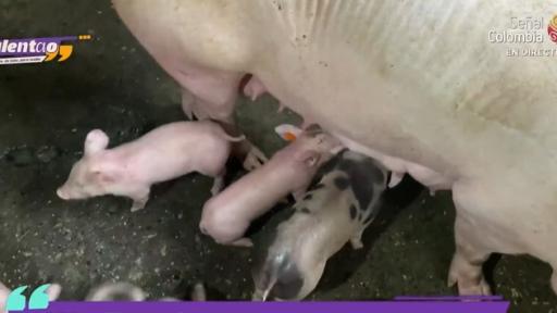 La Agencia de Desarrollo Rural entregó 4 mil millones de pesos a indígenas Embera en Risaralda 