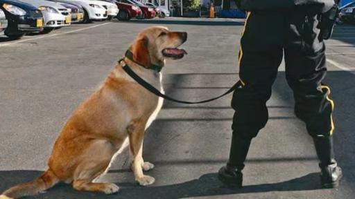 Ley prohibiría perros en empresas de vigilancia
