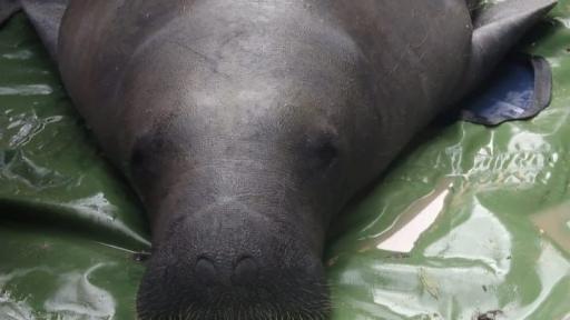 Un Manatí fue liberado en el sur del Cesar