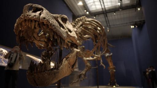 El reinado de los dinosaurios acabó en la primavera