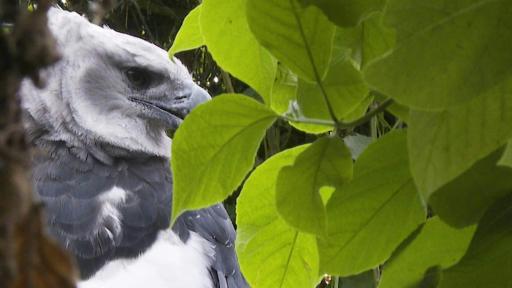 Un romance en cautiverio: la "esperanza" para preservar al águila arpía en Colombia