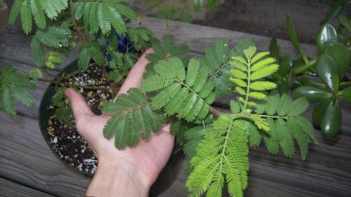 Tratamientos contra la depresión: planta en Brasil podría ser la cura 