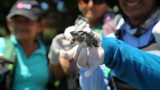 Mineros Colombia liberó 26.547 tortugas en el territorio nacional